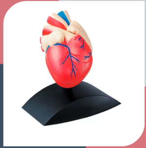 MATERIAL DE ENSEÑANZA MODELO CORAZON ESCALA REAL