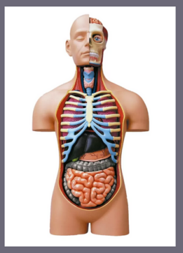 MATERIAL DE ENSEÑANZA MODELO ANATOMICO  LUJO TORSO HUMANO