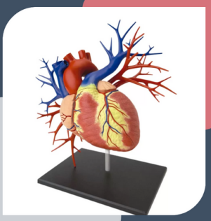 MATERIAL DE ENSEÑANZA MODELO ANATOMICO LUJO CORAZON