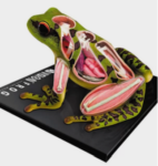 MATERIAL DE ENSEÑANZA MODELO ANATOMICO  LA RANA26104