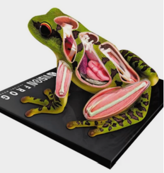 MATERIAL DE ENSEÑANZA MODELO ANATOMICO  LA RANA26104