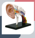 MATERIAL DE ENSEÑANZA MODELO ANATOMICO  EL OIDO