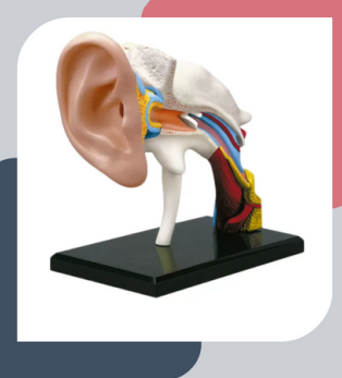 MATERIAL DE ENSEÑANZA MODELO ANATOMICO  EL OIDO