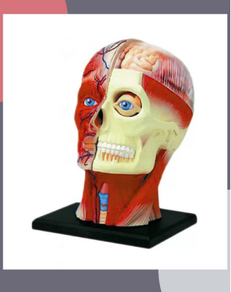 MATERIAL DE ENSEÑANZA MODELO ANATOMICO  LA CABEZA