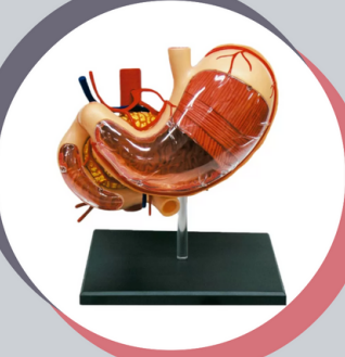 MATERIAL DE ENSEÑANZA MODELO ANATOMICO  EL ESTOMAGO