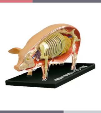 MATERIAL DE ENSEÑANZA MODELO ANATOMICO  DEL CERDO