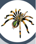 MATERIAL DE ENSEÑANZA MODELO ANATOMICO  DE LA TARANTULA